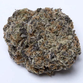 Gelato 33 Clones-SMAN-CL-BCC-GE33