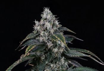 Egg Roll Clones-SMAN-CL-BCC-EGG