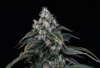 Egg Roll Clones-SMAN-CL-BCC-EGG