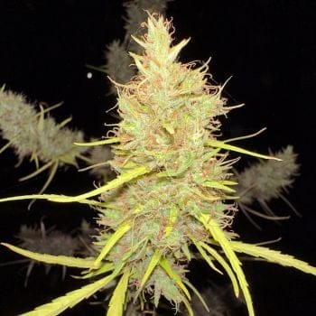 Durban Poison Clones-SMAN-CL-BCC-DUPO