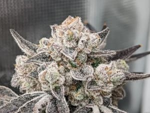 Cap Junky Clones-SMAN-CL-BCC-CAJU
