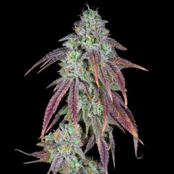 Strawberry Candy Clones-SMAN-CL-ZEN-STCA