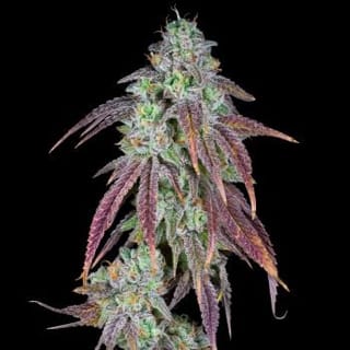 Strawberry Candy Clones-SMAN-CL-ZEN-STCA