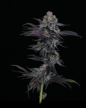 Dante's Inferno #6 Clones-SMAN-CL-ZEN-DAI6