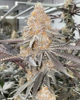 Super Boof Clones-SMAN-CL-CTH-SUBO
