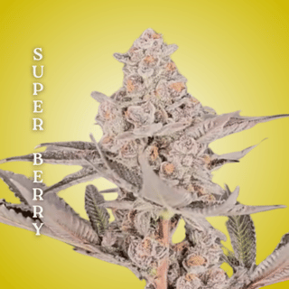 Super Berry Clones-SMAN-CL-CTH-SUBE