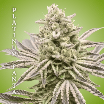 Platinum Fanta Clones-SMAN-CL-CTH-PLFA