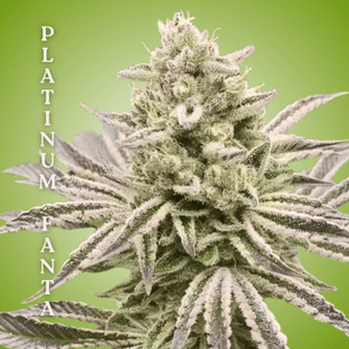 Platinum Fanta Clones-SMAN-CL-CTH-PLFA