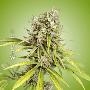 Le Pew Clones-SMAN-CL-CTH-LEPE