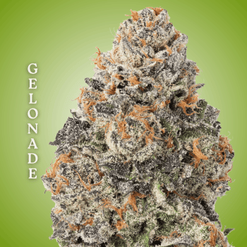 Gelonade Clones-SMAN-CL-CTH-GELO