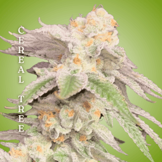 Cereal Tree Clones-SMAN-CL-CTH-CETR