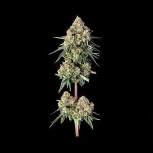 Lemdawg Feminized Seeds-HAVG-LEMD-FEM