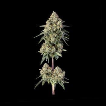 Haze Burger Feminized Seeds-HAVG-HABU-FEM