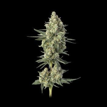Downtown Haze Feminized Seeds-HAVG-DOHA-FEM