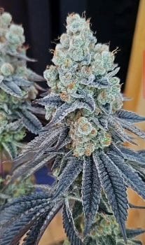 Sugar Cane v3 Feminised Seeds-IHG-SUCAV3-FEM