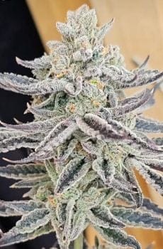 Platinum Zushi Feminised Seeds-IHG-PLZU-FEM