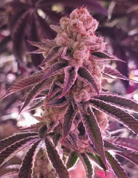 Platinum Dosha Feminised Seeds-IHG-PLADO-FEM