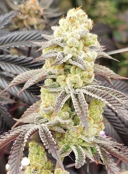 Aurelium Feminized Seeds-IHG-AURE-FEM