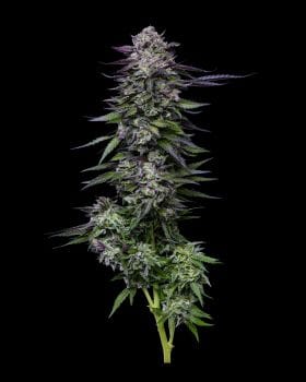 Candy Hustle Feminised Seeds-HUMB-CAHU-FEM