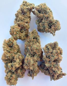 Brume of Incense Ltd Edition Feminised Seeds-ACE-BROI-FEM