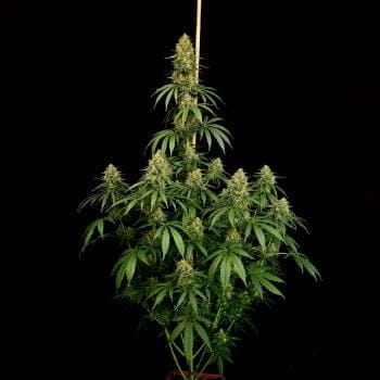 Zesty Bliss Feminised Seeds-PARA-ZEBL-FEM