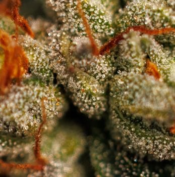 Velvet Mist Feminised Seeds-PARA-VEMI-FEM