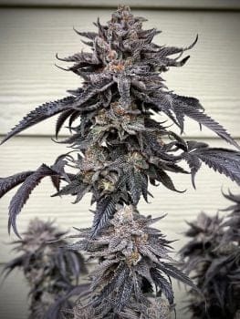 Zodaza Feminized Seeds-UMSC-ZODZ-FEM