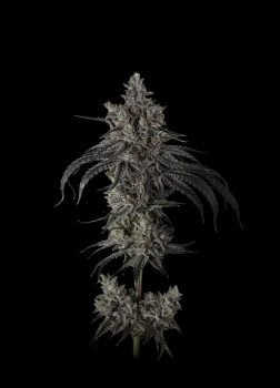 Zoda BX1 Feminized Seeds-UMSC-ZODBX1-FEM