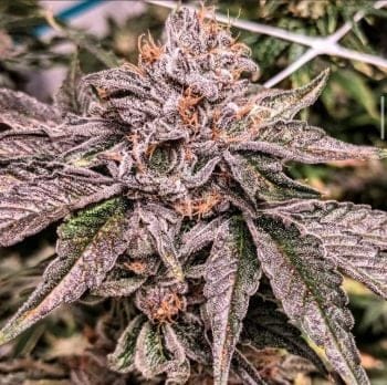 Zeltzer Feminized Seeds-UMSC-ZELT-FEM