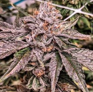 Zeltzer Feminized Seeds-UMSC-ZELT-FEM