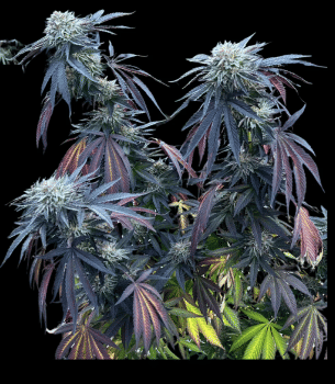 Sunset Lime Feminized Seeds-UMSC-SULI-FEM