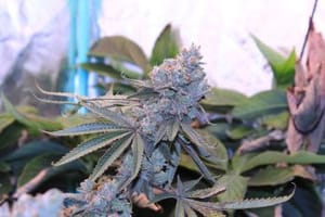 Lime Suki Feminized Seeds-UMSC-LISU-FEM