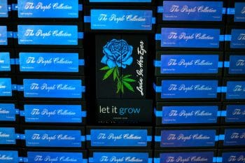 The Purple Collection Vol 2 Feminized Seeds-LIHE-PURCOLV2-FEM