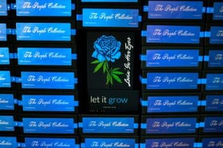 The Purple Collection Vol 2 Feminized Seeds-LIHE-PURCOLV2-FEM