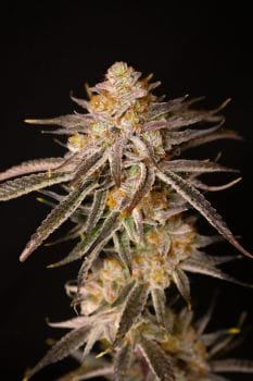 Cherry Chalet Feminized Seeds-LIHE-CHCH-FEM