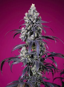 Tropicanna Cherry XL Auto Feminised Seeds-SS-TRCXL-AUTO-FEM