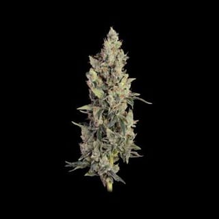 Thai Cookies Auto Feminisiert Saatgut-SMAN-THCO-AUTO-FEM