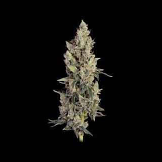 Thai Cookies Auto Feminisiert Saatgut-SMAN-THCO-AUTO-FEM