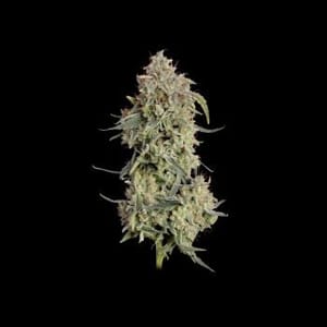 Lilac Cookies Auto Feminized Seeds-SMAN-LICO-AUTO-FEM