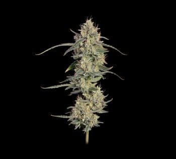 Chem Cookies Auto Feminized Seeds-SMAN-CHCO-AUTO-FEM