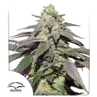 Skywalker Haze Auto Feminised Seeds-DP-SKYHAZ-AUTO-FEM