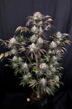 Frost Banger F4 Auto Feminised Seeds-FB-FRBAF4-AUTO-FEM