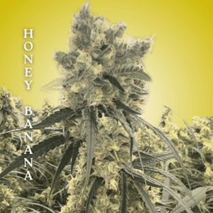 Honey Banana Clones-SMAN-CL-CTH-HOBA