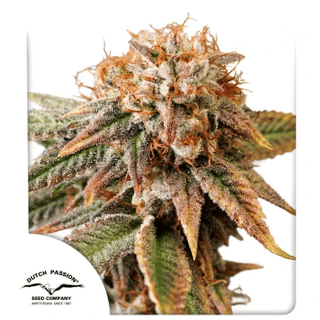 Kingston Punch Auto Feminized Seeds-DP-KIPU-AUTO-FEM