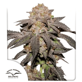 Kingston Punch Feminised Seeds-DP-KIPU-FEM