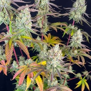 Fruit Bomb Punch Feminised Seeds-DP-FRBP-FEM
