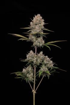 Hella Jelly Auto Feminised Seeds-HUMB-HEJE-AUTO-FEM