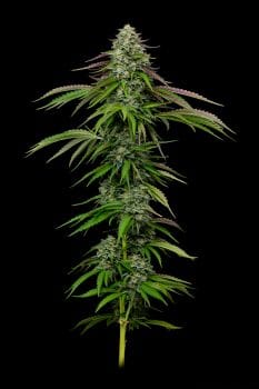 Garlic Budder Auto Feminised Seeds-HUMB-GABU-AUTO-FEM