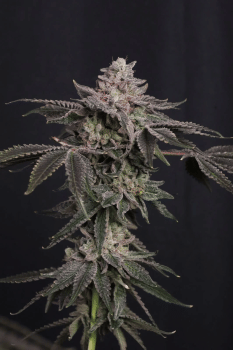 Z42 Ltd Edition Feminized Seeds-FB-Z42-FEM