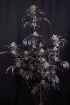 Strawberry Gorilla RF3 Auto Feminized Seeds-FB-STGORF3-AUTO-FEM